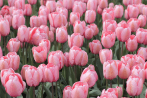 tulipany majowy bukiet slubny